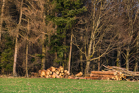 一些树干在森林中被砍伐 冬季在森林边缘被砍断 树木图片