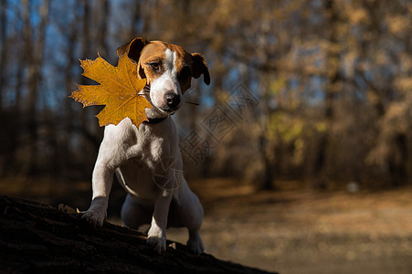 晚上杰克罗瑟尔特瑞尔狗在秋天森林散步 晚上宠物叶子小狗诡计伴侣公园棕褐色院子季节犬类图片