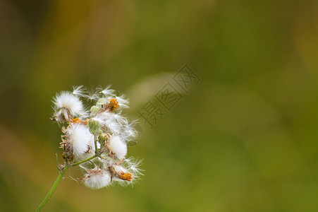 特写绿色模糊背景的长年播草虫毛绒种子图片