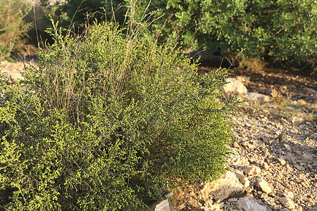 西班牙山区的植物草本植物季节植物学生长叶子野生动物草地灌木沙漠海岸线图片