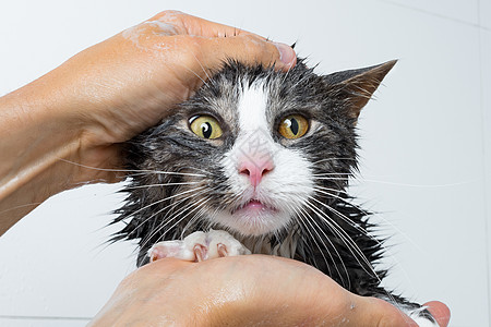 猫美容 有趣的猫洗澡或洗澡 洗猫的人 宠物卫生概念 湿猫肥皂猫咪小猫淋浴浴室沙龙动物打扫洗发水美容师图片