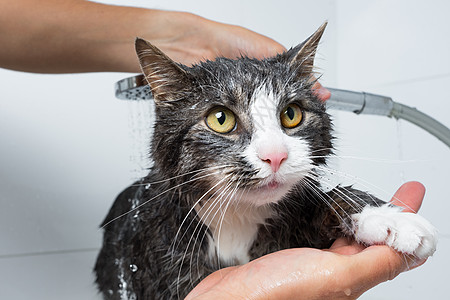 猫美容 有趣的猫洗澡或洗澡 洗猫的人 宠物卫生概念 湿猫淋浴眼睛猫浴猫咪浴室打扫洗发水美容师沙龙肥皂背景图片