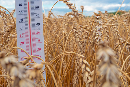 温度计位于麦田 夏天 干旱 高气温 热 气象学 农工综合体 全球变暖和气候变化场地牧场农民气象乡村收获谷物测量农田培育图片
