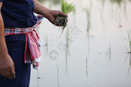 农民种植水稻植物稻草食物农村粮食文化村庄草地劳动男性图片