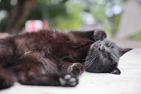 黑猫睡在户外背景图片