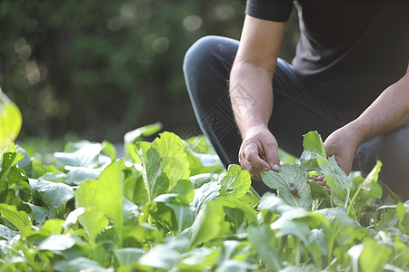 男子的腿和手在家庭花园中除草杂草园丁蔬菜伤害土壤裁剪职业荒野修理幼苗图片