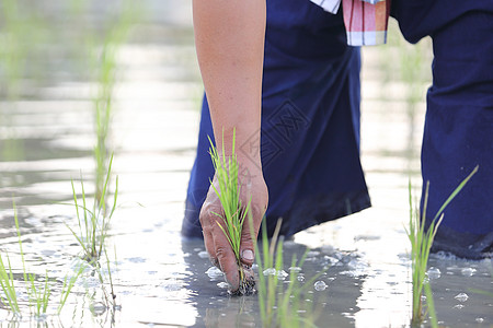 农民种植水稻食物村庄粮食稻草草地农业种植园场地生长文化图片