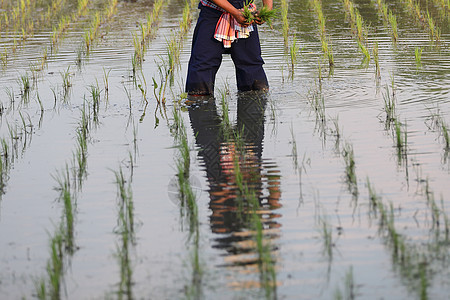 农民种植水稻村庄农业工作生长收成栽培草地劳动种植园文化图片