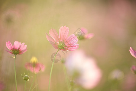 美丽的粉色宇宙 紧贴的花朵花粉阳光紫色场地农村晴天背景植物自然植物学图片