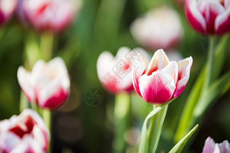 红白郁金香花贴近公园宏观花束场地花瓣植物季节叶子生长植物群图片