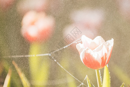 红白郁金香花贴近场地植物群叶子花束植物公园花园花瓣季节生长图片