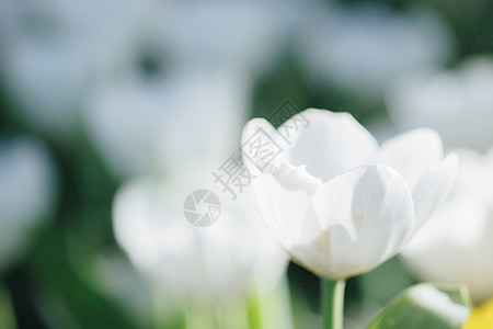 白色的郁金香花贴近宏观植物群生长花束花瓣季节花园晴天公园叶子图片