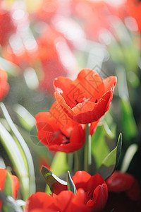 红郁金香花贴近季节花束生长场地宏观公园花园叶子植物群花瓣图片