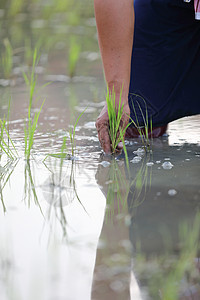 农民种植水稻草地工作劳动收成农场文化粮食农业栽培培育图片