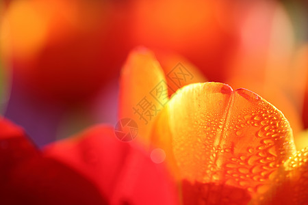 橙红色的郁金香花 在宏中加上雨滴背景图片