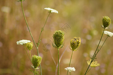 特写野生胡萝卜芽和花朵 底底植物模糊图片