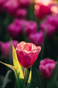 红白郁金香花贴近花瓣雨滴晴天宏观叶子公园植物群花园季节植物图片