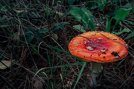 草地上美丽的红苍蝇蘑菇魔法生物生物学菌类植物荒野危险季节生长木头图片