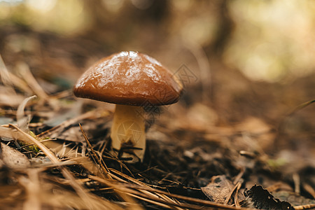 年轻的滑滑的杰克菲吉 苏利勒斯卢特乌斯 秋天森林背景 有松针 近视木头植物收成食用菌季节蘑菇菌类叶子宏观美食图片