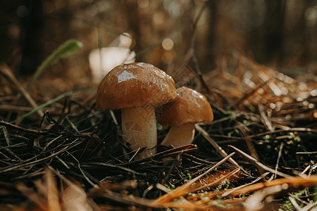 年轻的滑滑的杰克菲吉 苏利勒斯卢特乌斯 秋天森林背景 有松针 近视生长宏观菌类食用菌食物蘑菇收成叶子饮食植物图片