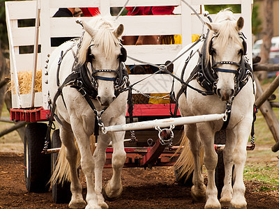 南瓜补丁哺乳动物骑士农场动物公路骑马家畜运输马匹白色图片