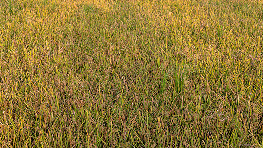 准备在田地收获的稻米作物图片