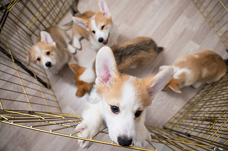 笼子里的Welsh corgi小狗最美的景色快乐孤独悲伤家庭动物婴儿房间栅栏安全狗窝图片