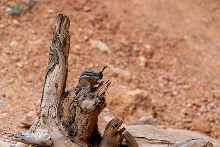 在美国布莱斯峡谷的一根棍子上食物森林荒野栗鼠野生动物脸颊松鼠哺乳动物条纹动物图片