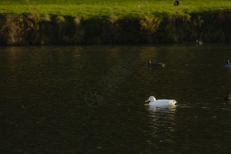 小白鸭在湖边游泳呢鸭子漂浮荒野羽毛脊椎动物翅膀反射水禽池塘野生动物图片