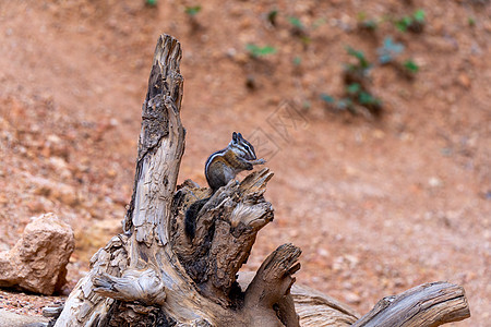 在美国布莱斯峡谷的一根棍子上背景食物动物松鼠森林条纹栗鼠哺乳动物野生动物毛皮图片