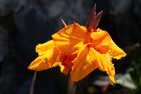 明亮橙色罐子在阳光下的鲜花图片
