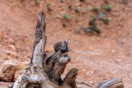 在美国布莱斯峡谷的一根棍子上条纹颊囊栗鼠哺乳动物脸颊荒野食物松鼠眼睛背景图片