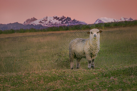 日出时在的独孤羊和Huascaran目的地旅游地标动物山脉冰川家畜日落国际风景图片