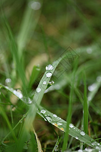 草叶下的冬季雨滴背景特写自然勘探大面积 质量高的印刷品 单位 千分之一液体生态水滴生活叶子草本植物植物群宏观场地环境图片