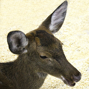 年轻雌鹿头部 在浅光模糊的背景上紧贴的一角背景图片