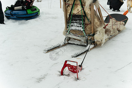 寒冷的白白白雪雪橇 自然水犬 哈斯基阿拉萨卡冬狗雪橇图片