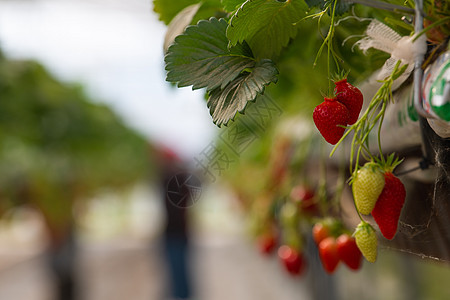 法国 Gironde 2022年5月 西南法国绿屋下种植草莓水果生长乐趣收成园艺季节食物栽培农场浆果图片