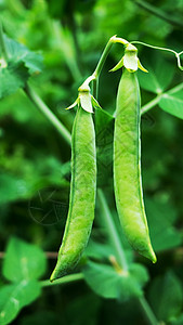两种种植绿豆的粒子图片