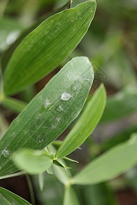 草叶下的冬季雨滴背景特写自然勘探大面积 质量高的印刷品 单位 千分之一场地花园环境宏观液体植物生活植物群露珠叶子图片