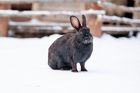 美丽 在公园冬天的黑兔子毛茸茸宠物干草眼睛荒野自由农场野生动物陷阱野兔动物图片