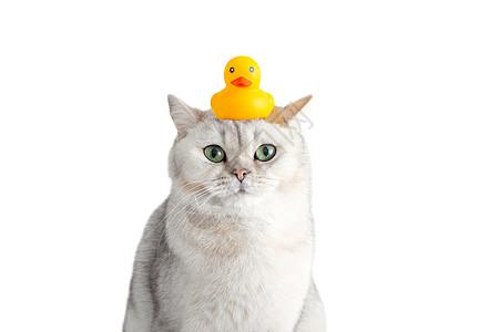 滑稽的白猫头顶着一只黄色橡皮鸭坐在他头上图片