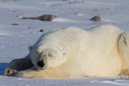 一只北极熊躺下 双爪拉伸并午睡海熊白熊动物大熊晴天睡眠野生动物打印荒野食肉图片