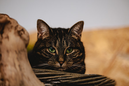 美丽舒适的塔比猫咪肖像虎斑柔软度猫科食肉头发好奇心晶须短发毛皮鼻子图片