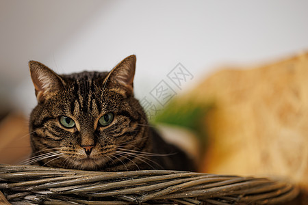 美丽舒适的塔比猫咪肖像毛皮眼睛晶须食肉短发猫科头发动物小猫哺乳动物图片