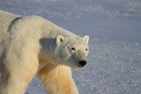 在加拿大马尼托巴省丘吉尔附近的阳光明媚的一天 在雪上行走时 特写北极熊或图片