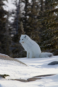 北极狐或在雪地上为下一次狩猎做好准备图片
