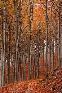 秋天在意大利梅洛诺山的红树林天空农村森林植物阳光环境树叶季节橙子公园图片