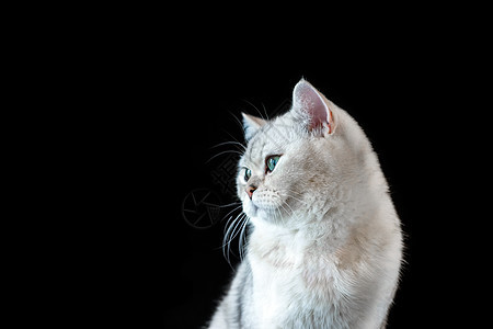 白色猫的肖像 中国辣椒颜色 可爱的灰色眼睛在孤立的黑色背景上图片