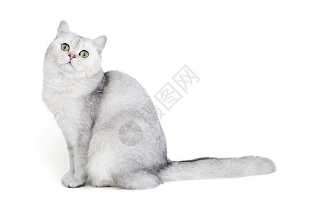 美丽的英国白猫 在白色背景上被孤立图片