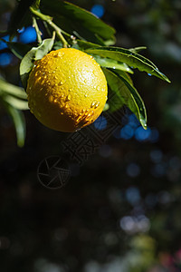 在橙色花园的树枝上加水滴的橘子桔子种植园生产园丁太阳农作物叶子环境热带果园果汁图片